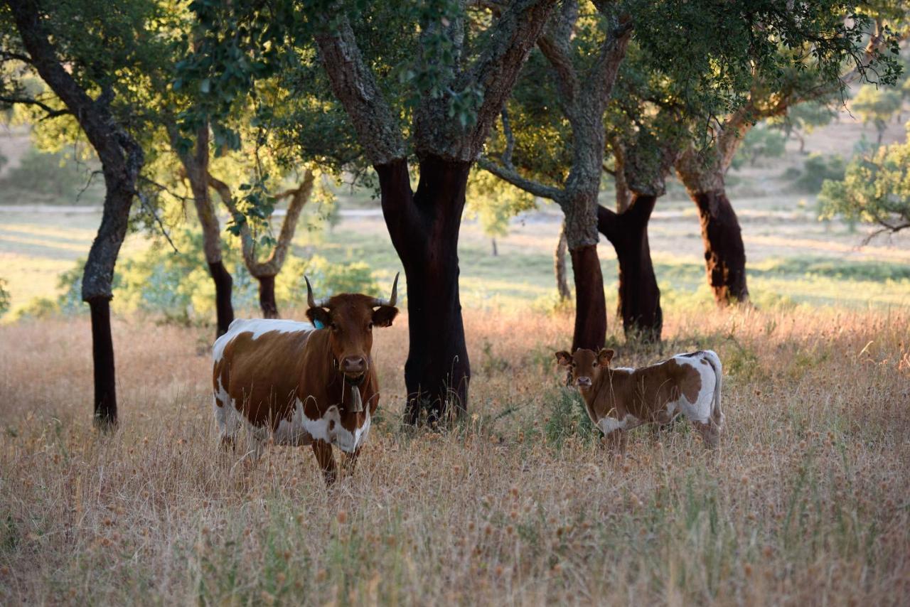 Nature Forest - Herdade De Martingil