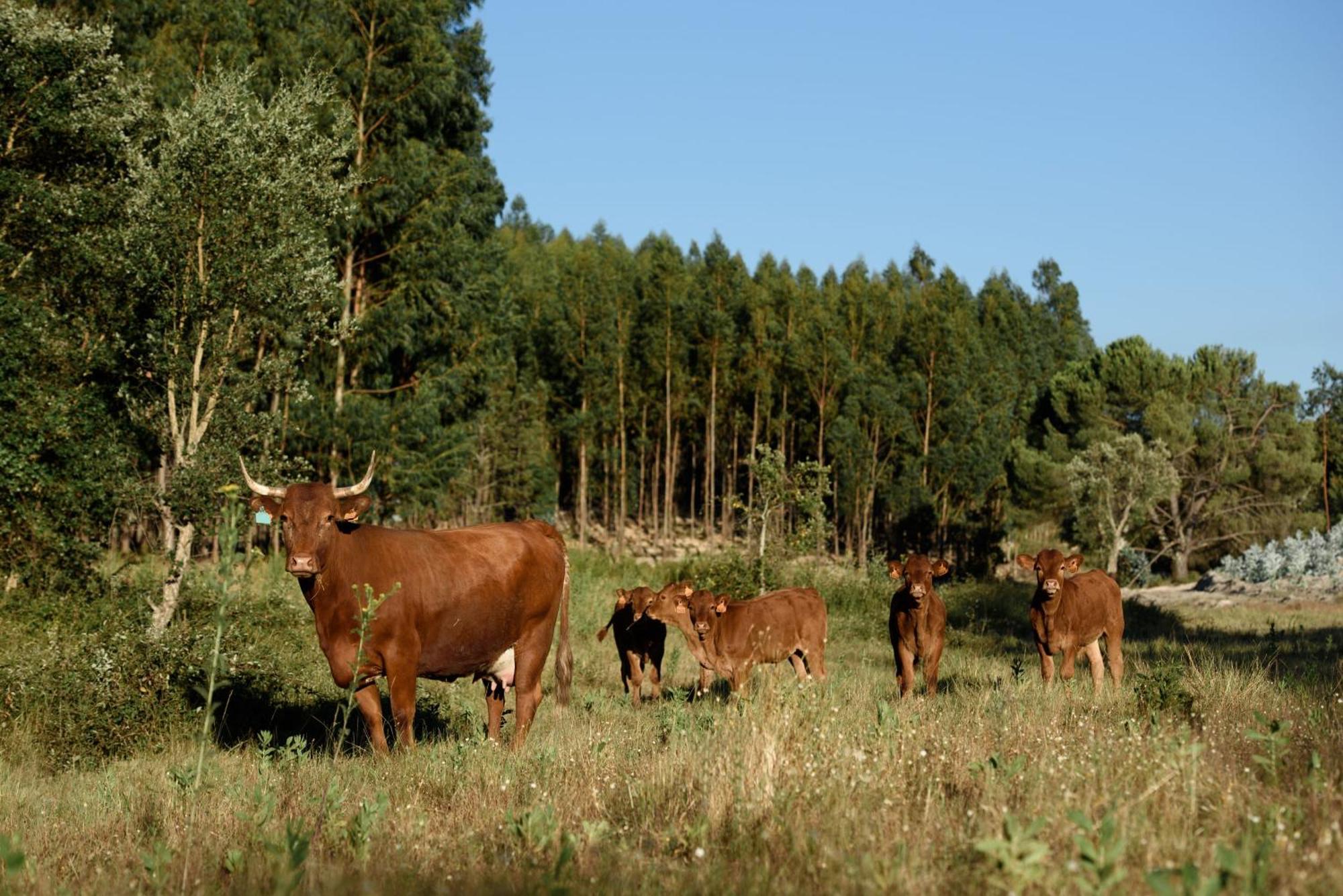 Nature Forest - Herdade De Martingil * Chouto